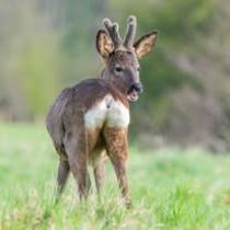 Picture of a baby deer