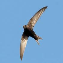 A Eagle flying